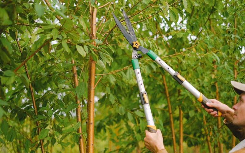 Tree trimming in Stirum, ND