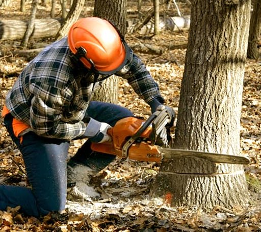 Tree Removal in Stirum, ND